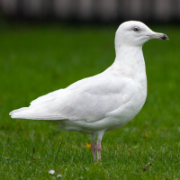 Glaucous Gull